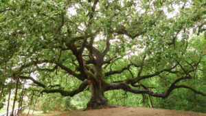 Antica quercia, detta delle streghe o di pinocchio (gragnano, capannori)